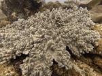 مرجان نرم